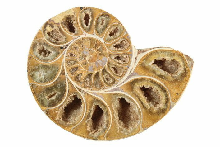 Jurassic Cut & Polished Ammonite Fossil (Half) - Madagascar #239395